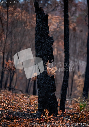 Image of Burnt out tree in a bushfire ravaged landscape