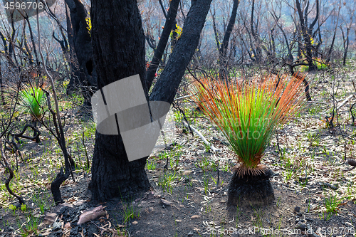 Image of Bush recovery after bushfires in Blue Mountains Australia