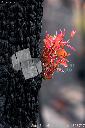 Image of Trees burst forth with fresh new leaves after bush fire