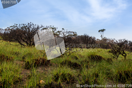 Image of New shoots of green grass rise from an ashen burnt landscape