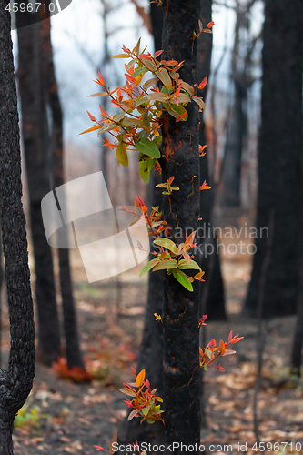 Image of Red and green leaves emerge from a burnt tree