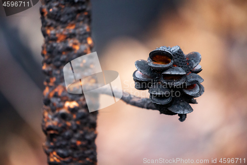 Image of Burnt seed pods open after bush fires in Australia