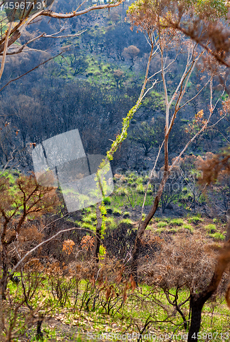 Image of Trees burst forth in new leaves after bush fires