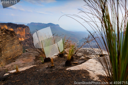 Image of Fire resistant grass trees dominate the burnt plateau Blue Mount