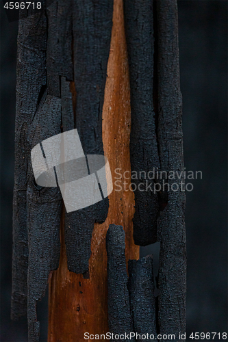 Image of Burnt bark is shed by the tree after bush fire