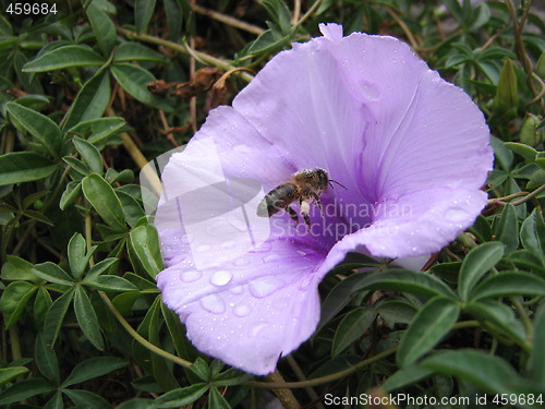 Image of A bee in masca