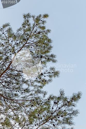 Image of Pine tree branches against blue sky