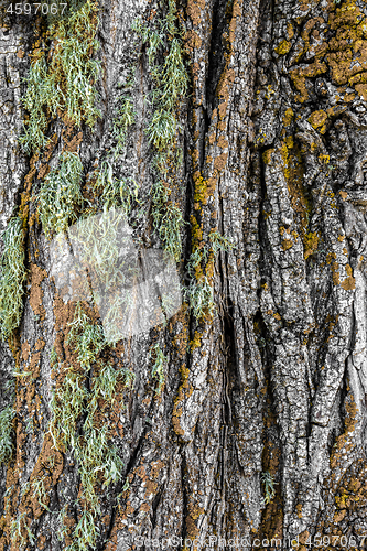 Image of Mossy tree bark