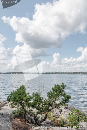 Image of Pine tree on a rocky coast