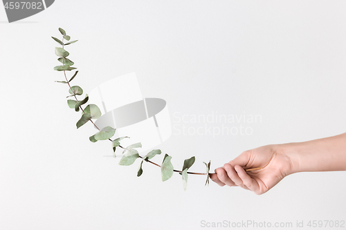 Image of Female hand holding eucalyptus branch