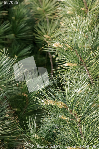 Image of Fluffy pine tree branches