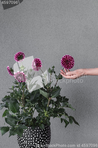 Image of Hand touching blooming dahlia flowers