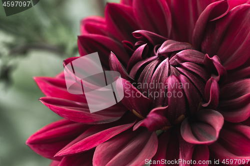 Image of Blooming dark red dahlia