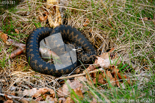 Image of Norwegian Snake / Huggorm