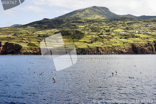 Image of Rural landscape, Pico island, Azores