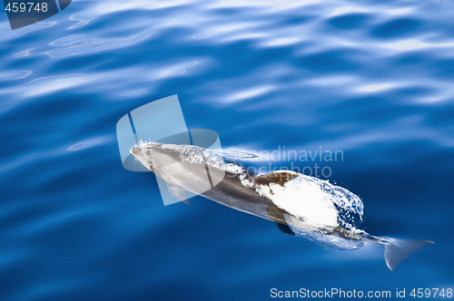 Image of Dolphin swimming, Pico island, Azores