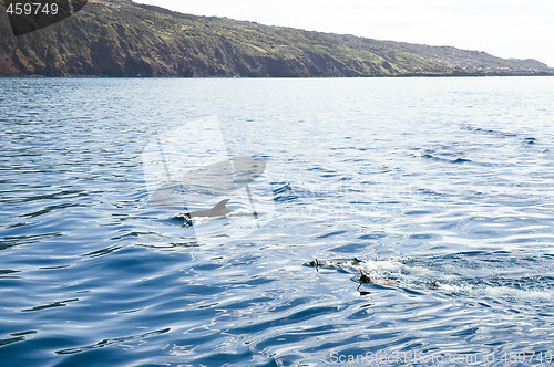 Image of Swimming with the dolphins, Pico island, Azores
