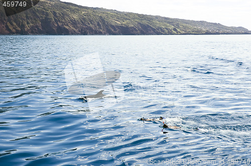 Image of Swimming with the dolphins, Pico island, Azores