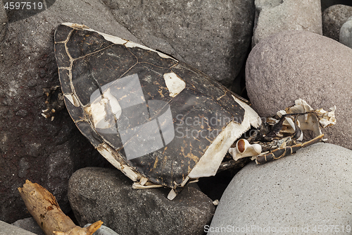 Image of Big dead turtle Skeleton lying on seashore