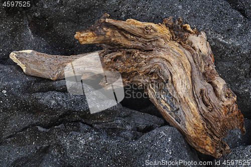 Image of Piece of an old tree trunk on a black rock