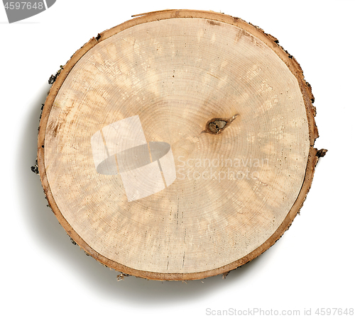 Image of Cross section of tree trunk 