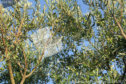 Image of Plantation of olive trees olive branchs