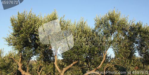 Image of Plantation of olive trees olive branchs