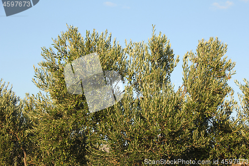 Image of Plantation of olive trees olive branchs