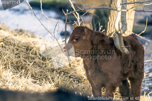 Image of Young calf standing outdoors in the winter