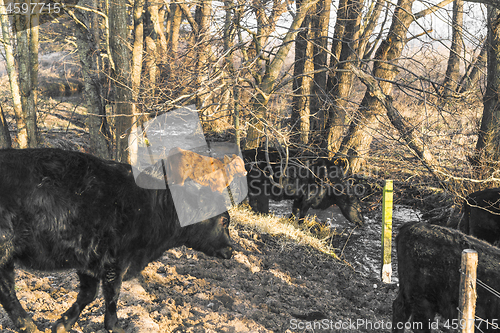 Image of Cattle in a forest drinking of a small river