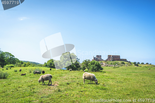 Image of Sheep grazing on a green meadow in the summer