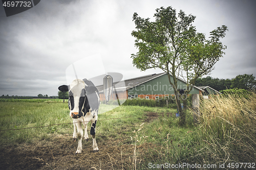 Image of Cow standing on a field near a barn