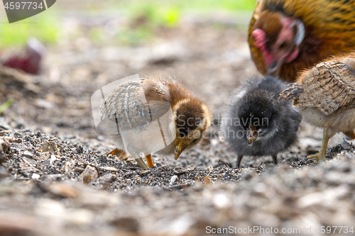 Image of Chickens looking for food in a farm yard