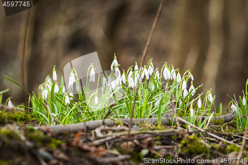 Image of Snowdrop flowers blooming in a forest