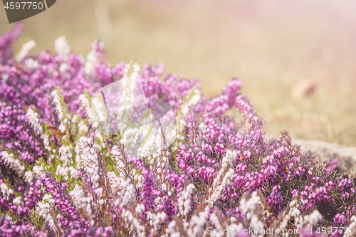 Image of Heather blooming in the spring on a sunny day