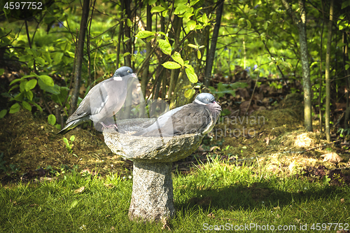 Image of Pigeon couple sitting on a birdbath