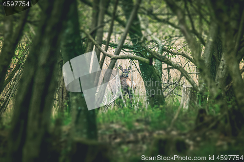 Image of Deer looking back in a forest clearing