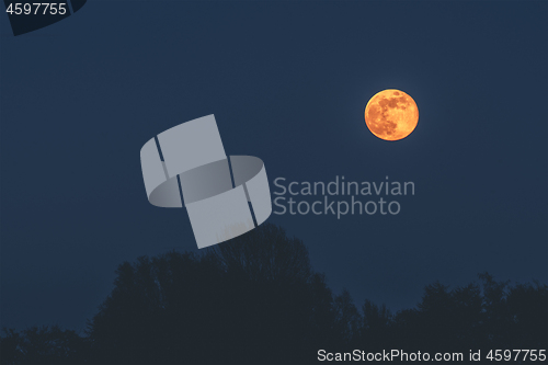 Image of Golden moon in the dark night hanging over tree