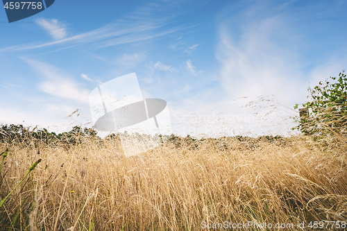 Image of Tall dry grass in the summer under a blue sky