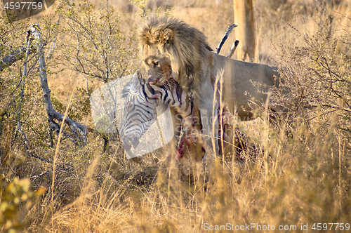 Image of Male lion eating a zebra after hunt