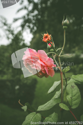 Image of Pink rose in a green garden on a cloudy day