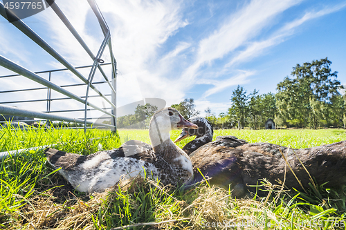 Image of Ducks relaxing in the sun on green grass in the summer