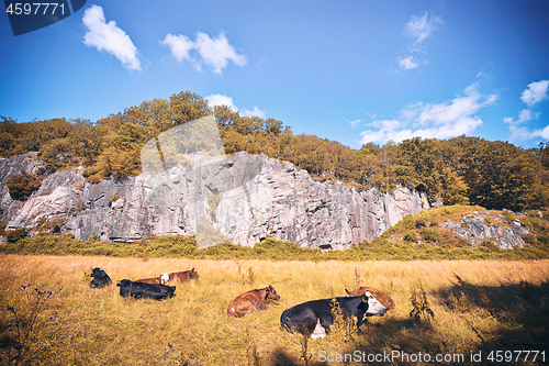 Image of Cattle relaxing on a dry field