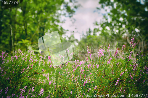 Image of Wild heather in a green forest in the summer