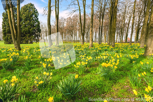 Image of Park filled with yellow daffodils in the spring