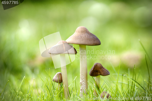 Image of Mushrooms on a green lawn in the late summer