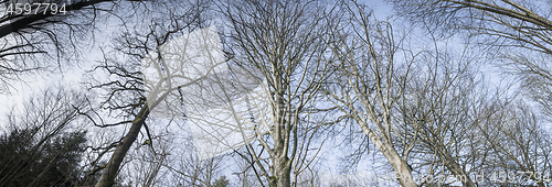 Image of Tall trees in a panorama scene