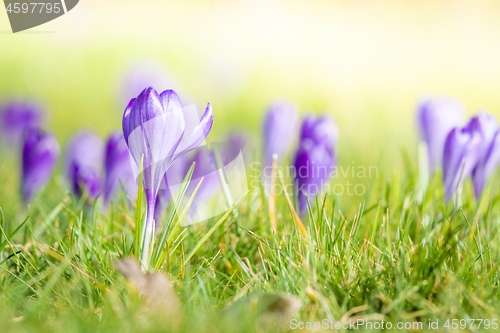 Image of Violet crocus flowers blooming on a meadow