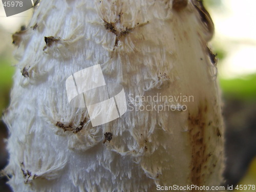 Image of fungus