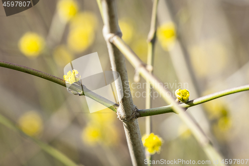 Image of Tree blooming in the spring with yellow sprouts